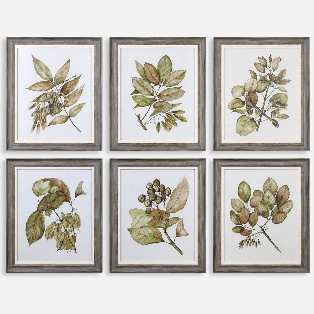 Uttermost Seedlings Framed Prints S/6