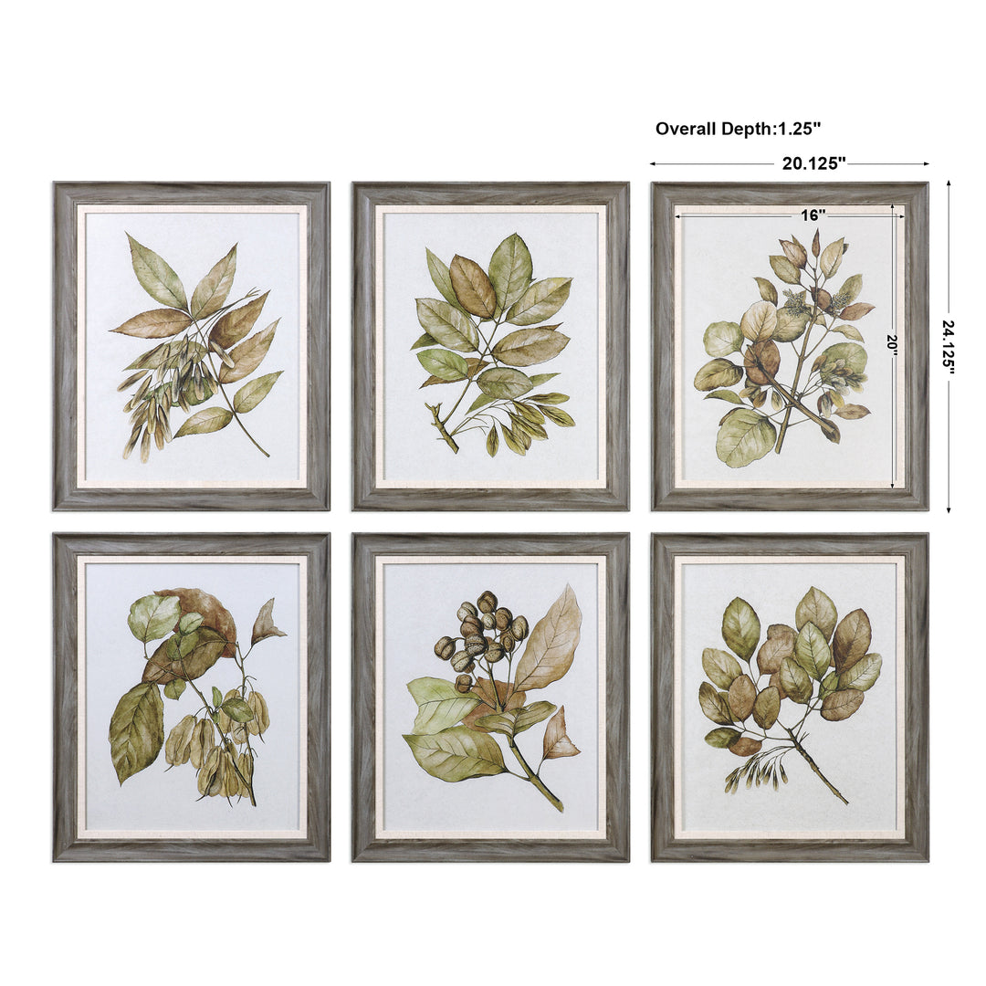 Uttermost Seedlings Framed Prints S/6