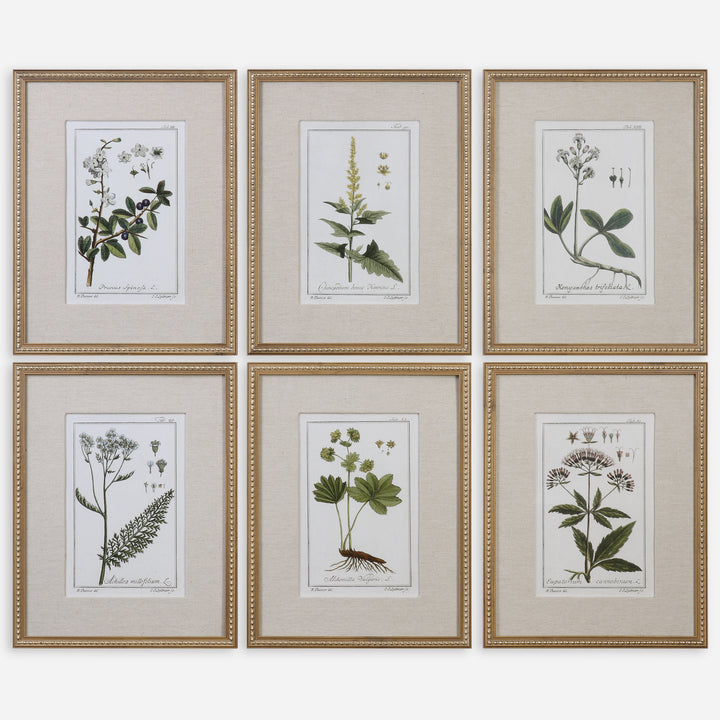 Uttermost Green Floral Botanical Study Prints S/6