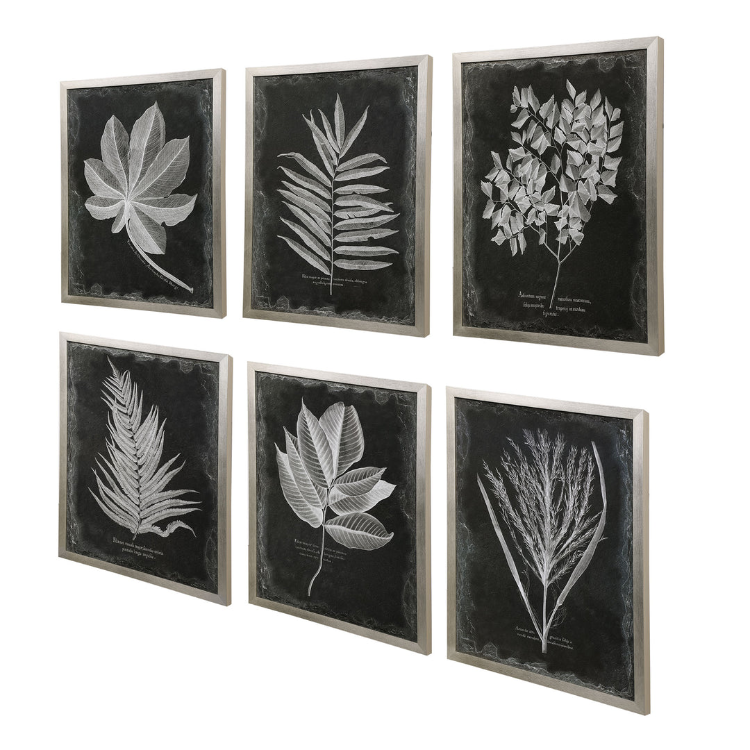 Uttermost Foliage Framed Prints, S/6