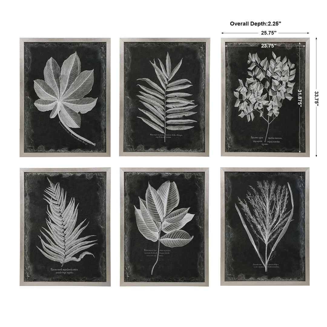 Uttermost Foliage Framed Prints, S/6