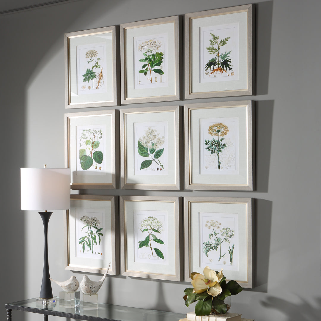 Uttermost Antique Botanicals Framed Prints, S/9