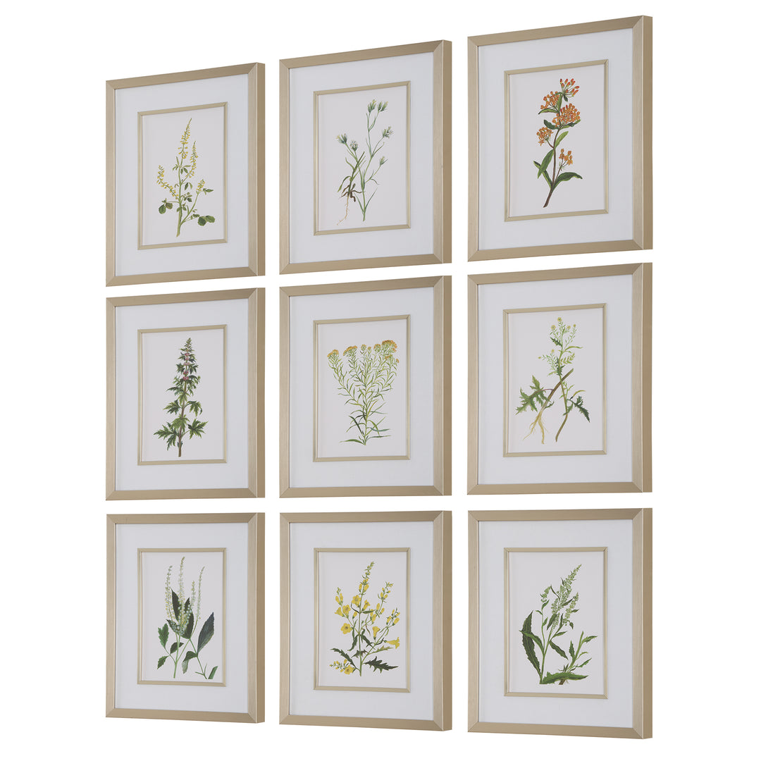 Uttermost Botanical Flowers Framed Prints, S/9