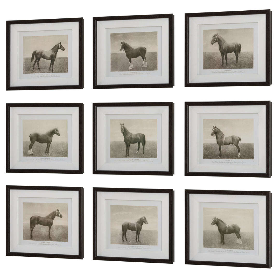 Uttermost Equine Dynasty Framed Prints, S/9