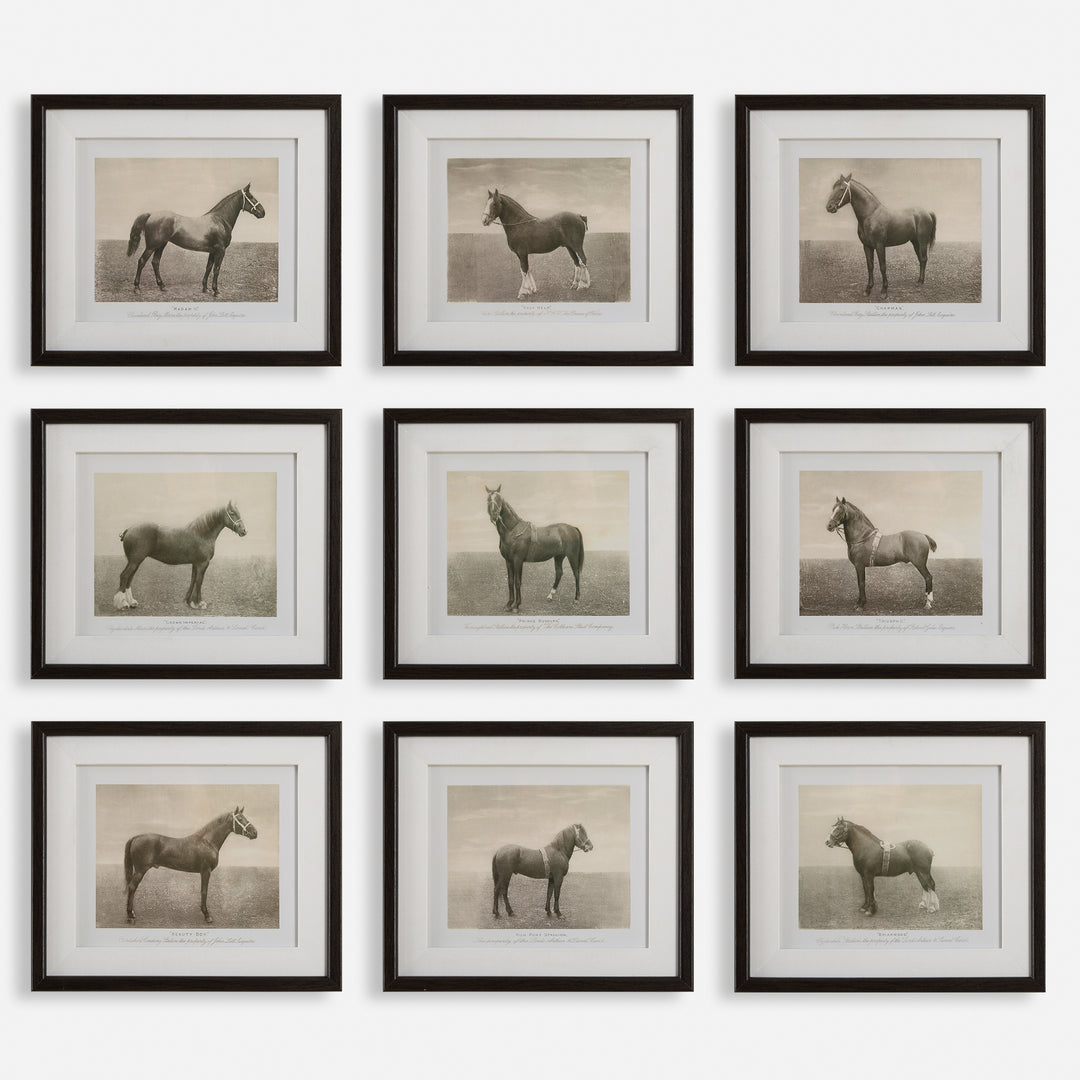 Uttermost Equine Dynasty Framed Prints, S/9