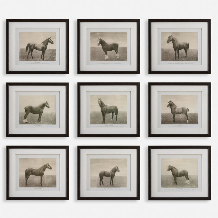 Uttermost Equine Dynasty Framed Prints, S/9