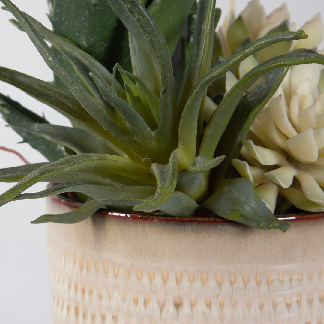 Uttermost Seaside Succulents, Set/2