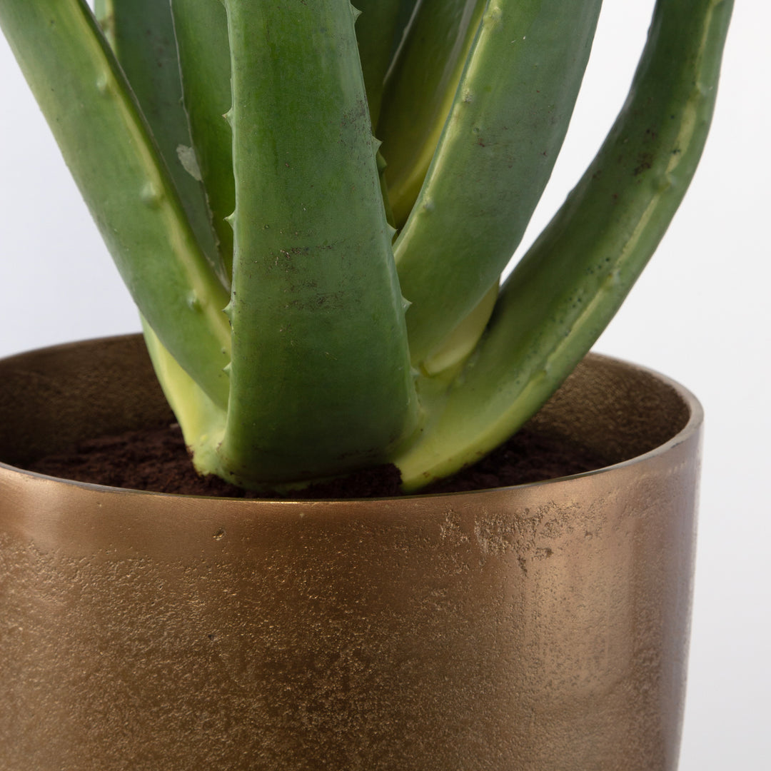 Uttermost Arabia Aloe Planter