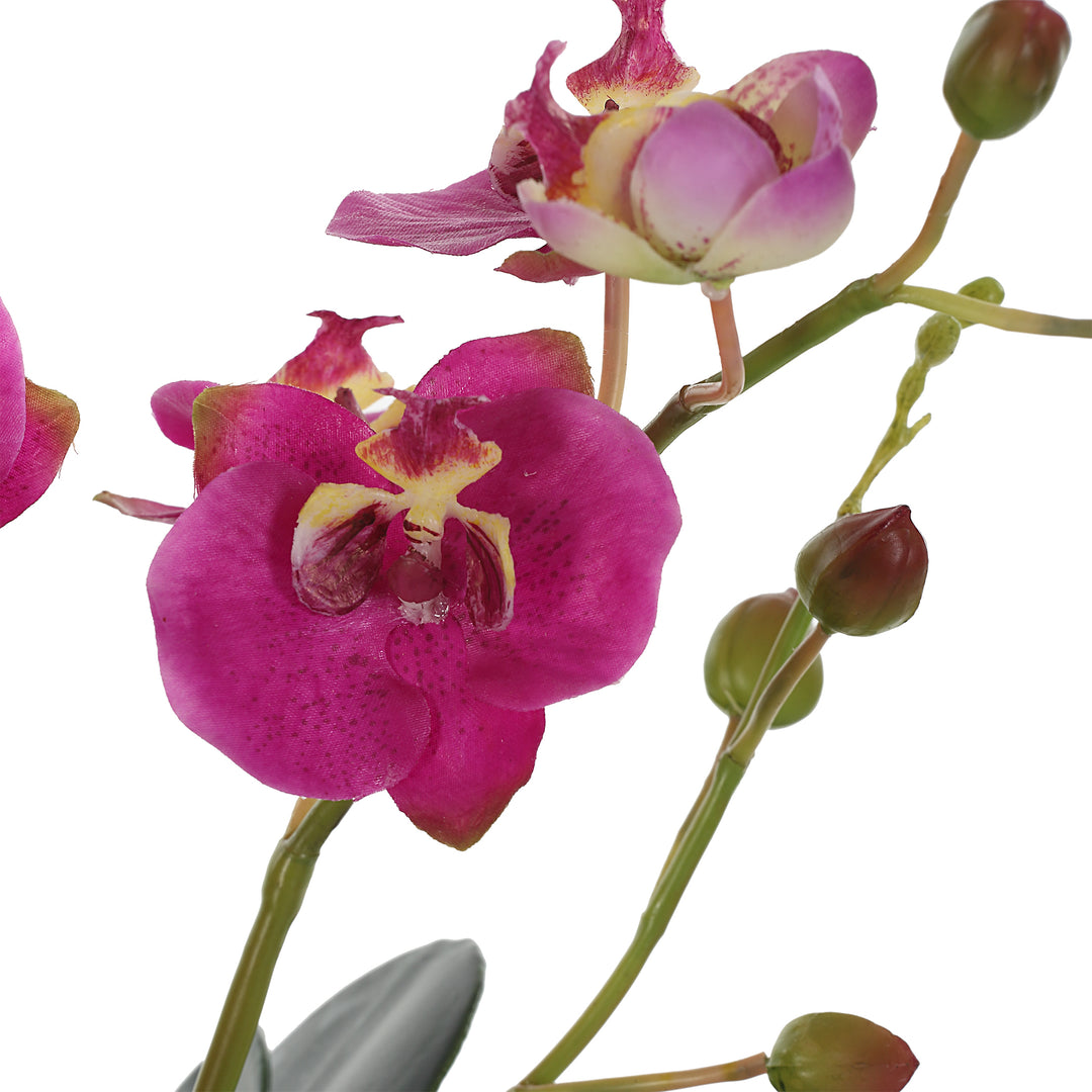 Uttermost Glory Fuchsia Orchid